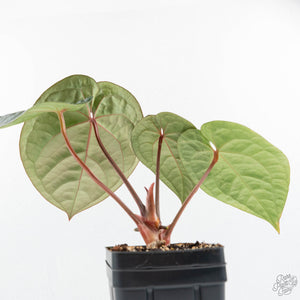 Anthurium 'Luxurians' x ('Zara' x 'Michelle') by DocBlock® (wk19-U)