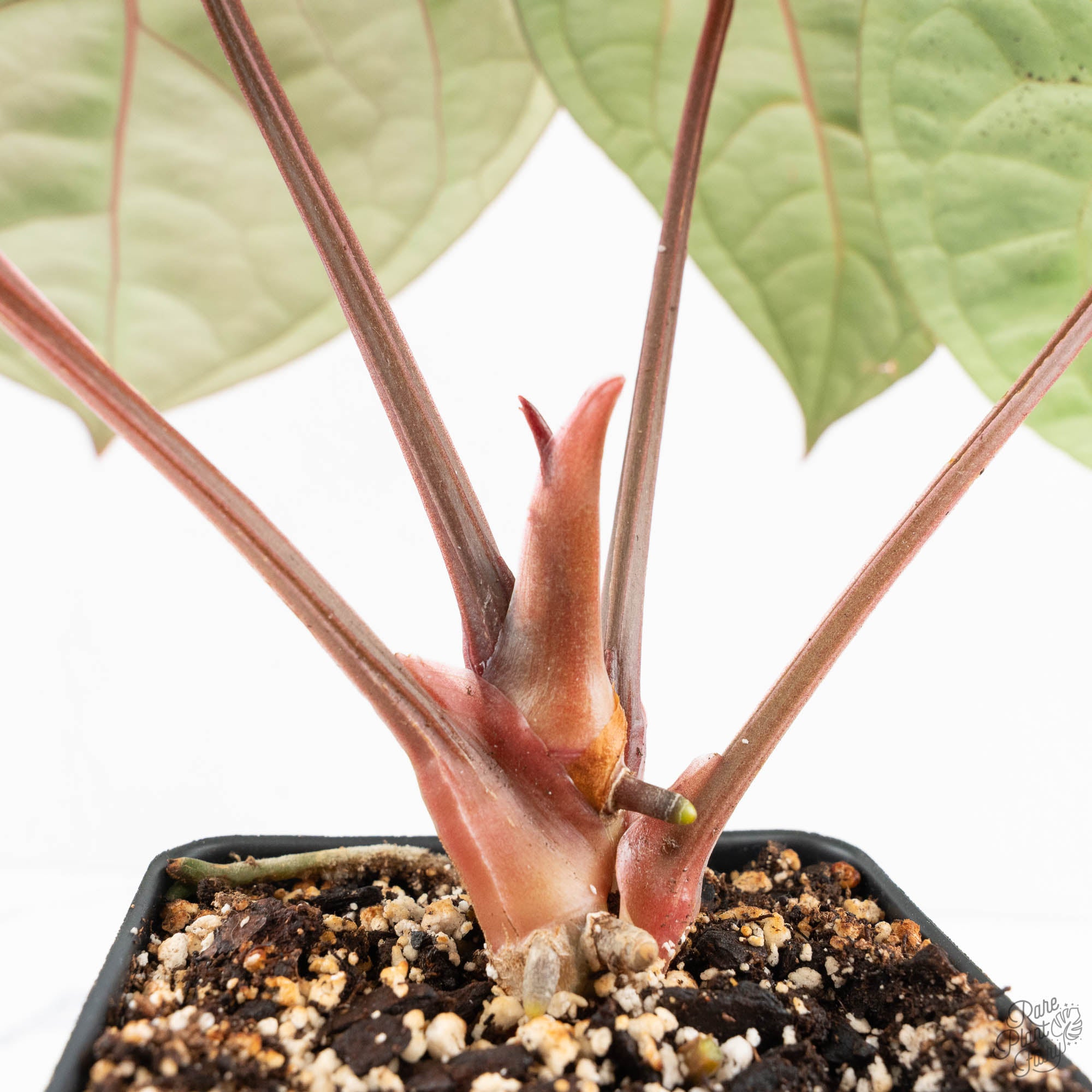 Anthurium 'Luxurians' x ('Zara' x 'Michelle') by DocBlock® (wk19-U