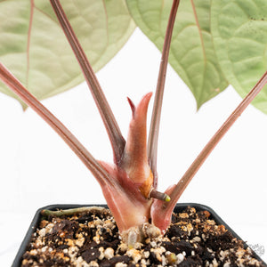 Anthurium 'Luxurians' x ('Zara' x 'Michelle') by DocBlock® (wk19-U)