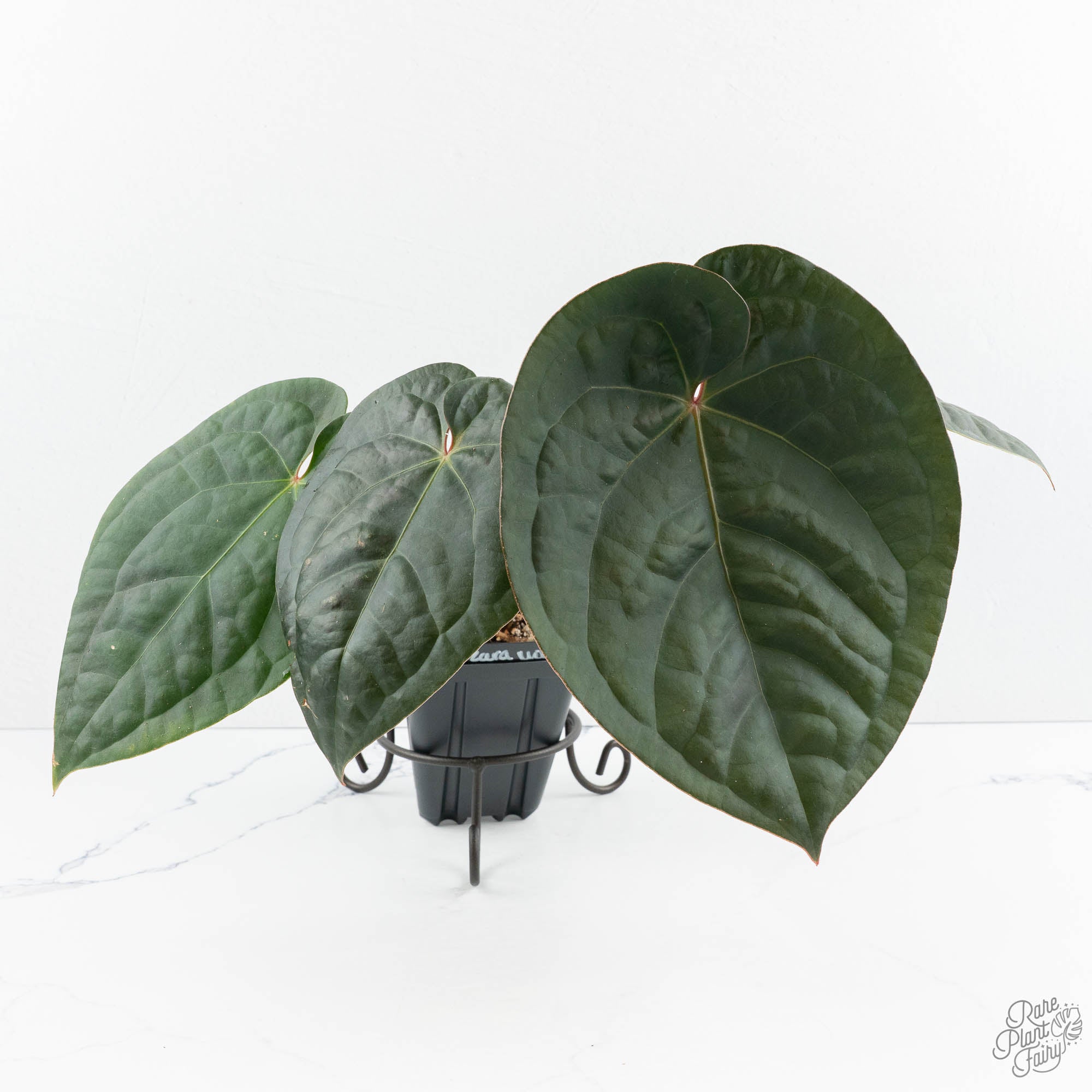 Anthurium 'Luxurians' x ('Zara' x 'Michelle') by DocBlock® (wk19-U