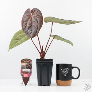 Anthurium 'Luxurians' x ('Zara' x 'Michelle') by DocBlock® (wk20-X)
