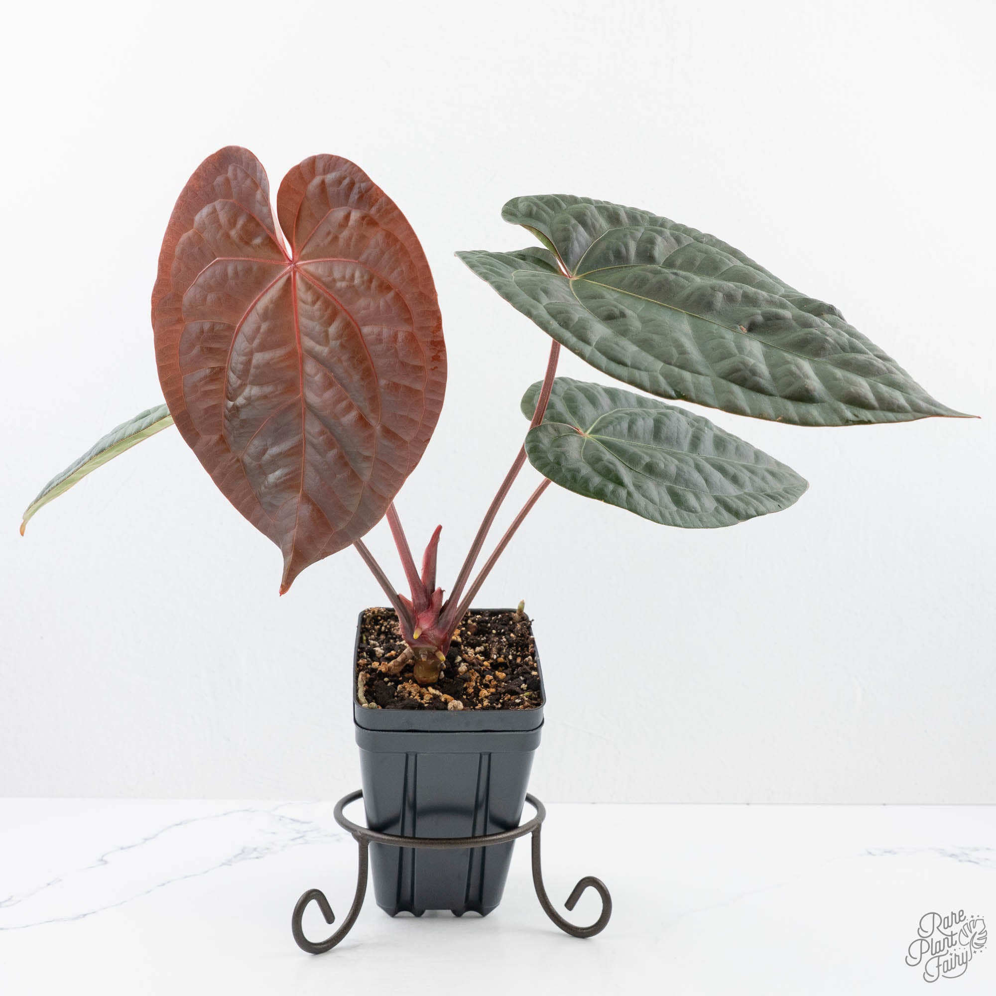 Anthurium 'Luxurians' x ('Zara' x 'Michelle') by DocBlock® (wk20-X