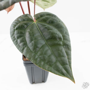 Anthurium 'Luxurians' x ('Zara' x 'Michelle') by DocBlock® (wk20-X)