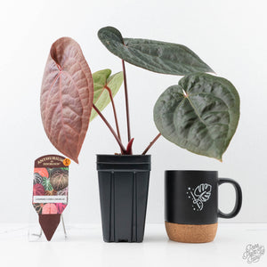 Anthurium 'Luxurians' x ('Zara' x 'Michelle') by DocBlock® (wk21-D)