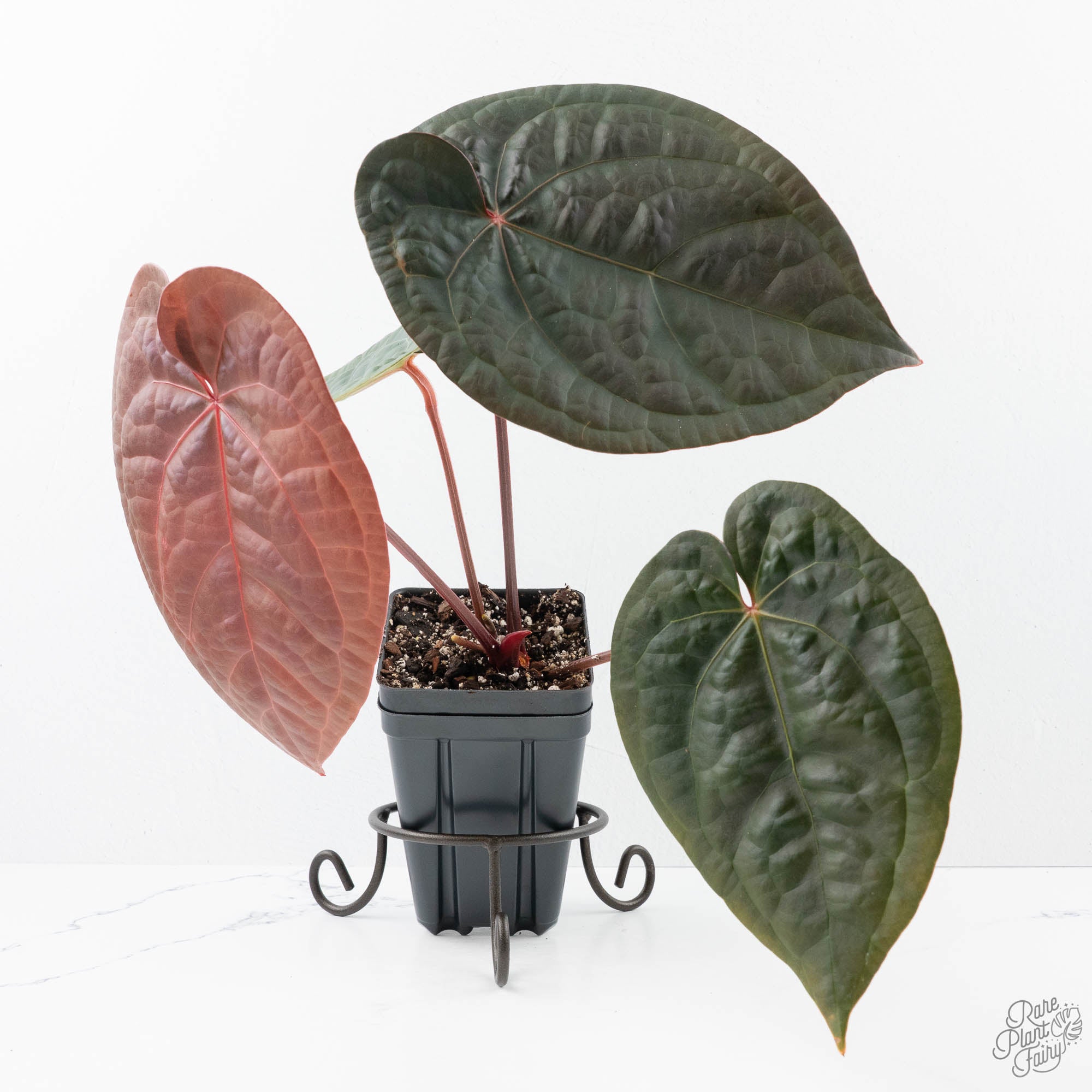 A. Zara Michelle × A. luxurians Anthurium 'Luxurians' x ('Zara' x 'Michelle') by DocBlock® (wk19-U