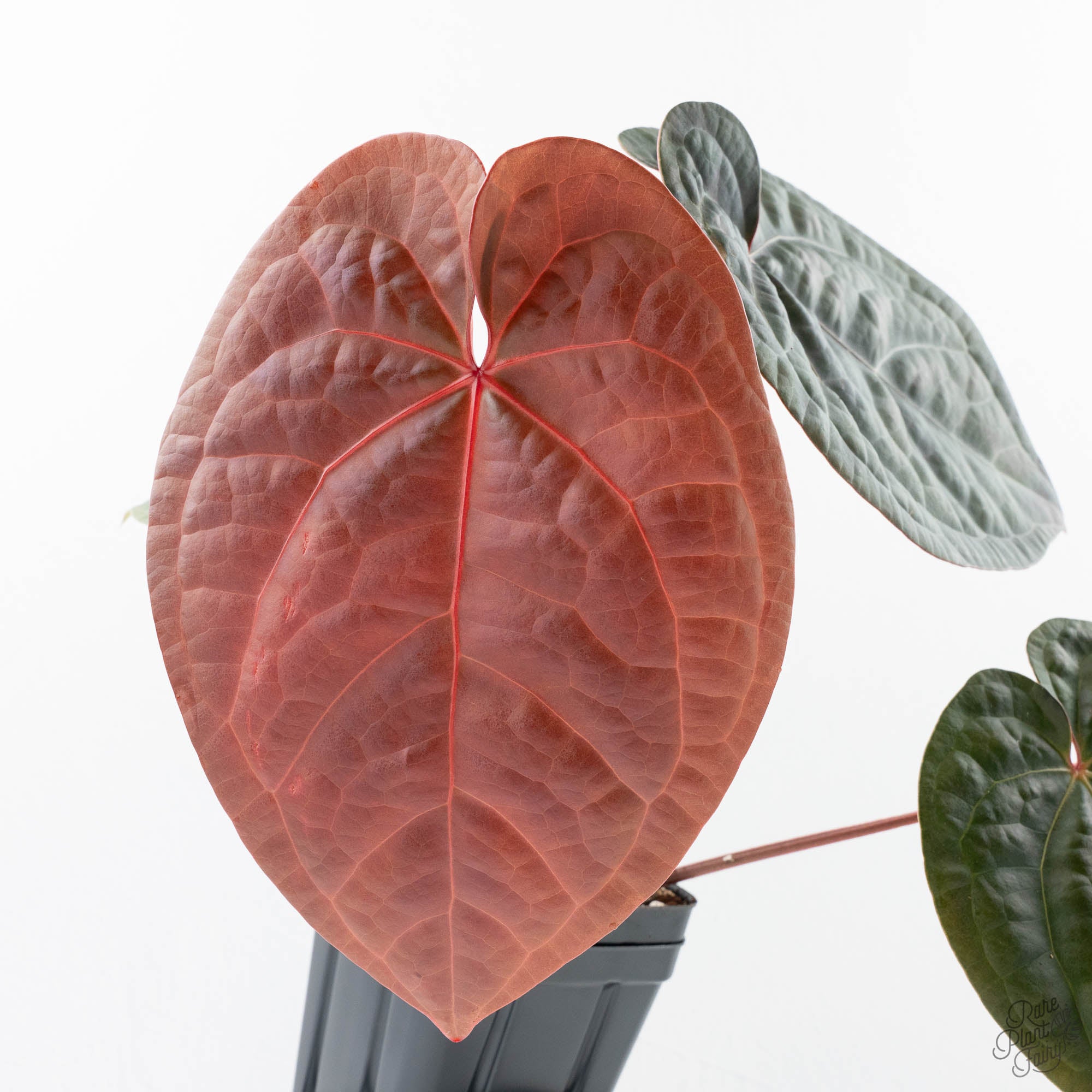 Anthurium 'Luxurians' x ('Zara' x 'Michelle') by DocBlock® (wk21-D