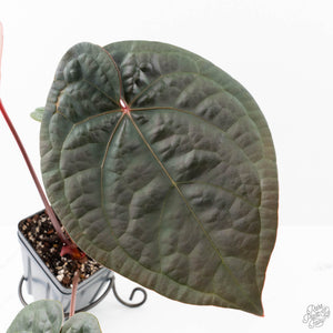 Anthurium 'Luxurians' x ('Zara' x 'Michelle') by DocBlock® (wk21-D)