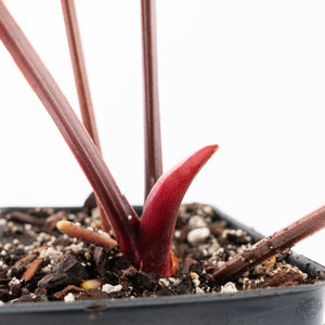 Anthurium 'Luxurians' x ('Zara' x 'Michelle') by DocBlock® (wk21-D)