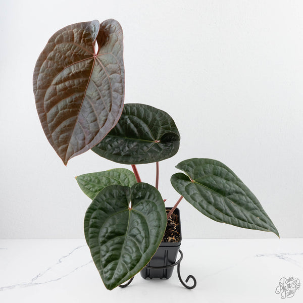 Anthurium 'Luxurians' x ('Zara' x 'Michelle') by DocBlock® (wk22-D