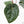 Anthurium 'Luxurians' x ('Zara' x 'Michelle') by DocBlock® (wk22-D)