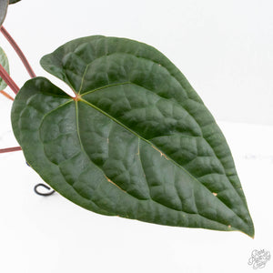 Anthurium 'Luxurians' x ('Zara' x 'Michelle') by DocBlock® (wk22-D)