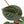 Anthurium 'Luxurians' x ('Zara' x 'Michelle') by DocBlock® (wk22-D)
