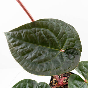 Anthurium 'Luxurians' x ('Zara' x 'Michelle') by DocBlock® (wk22-D)
