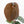 Anthurium 'Luxurians' x ('Zara' x 'Michelle') by DocBlock® (wk22-D)