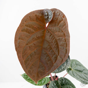 Anthurium 'Luxurians' x ('Zara' x 'Michelle') by DocBlock® (wk22-D)