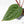 Anthurium 'Luxurians' x ('Zara' x 'Michelle') by DocBlock® (wk22-D)