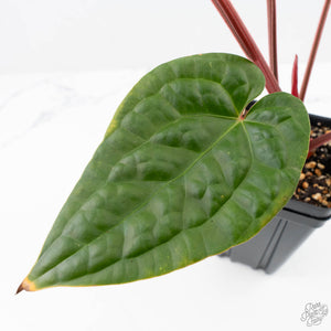 Anthurium 'Luxurians' x ('Zara' x 'Michelle') by DocBlock® (wk22-D)