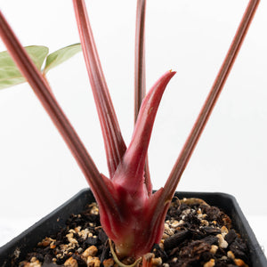 Anthurium 'Luxurians' x ('Zara' x 'Michelle') by DocBlock® (wk22-D)