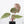 Anthurium 'Luxurians' x ('Zara' x 'Michelle') by DocBlock® (wk22-D)