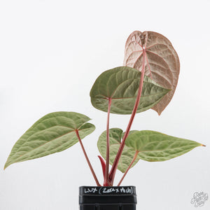 Anthurium 'Luxurians' x ('Zara' x 'Michelle') by DocBlock® (wk22-D)
