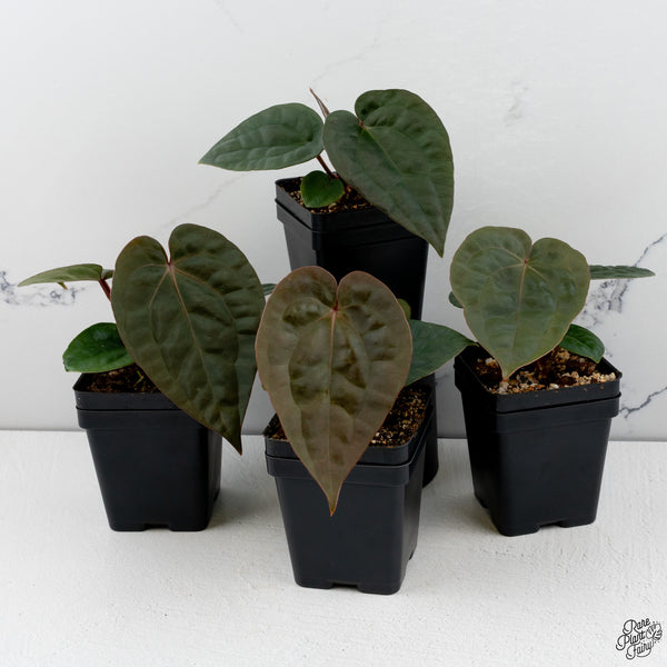 Anthurium Luxurians X 'Zara' x 'Michelle' by DocBlock® *Grower's Choice*