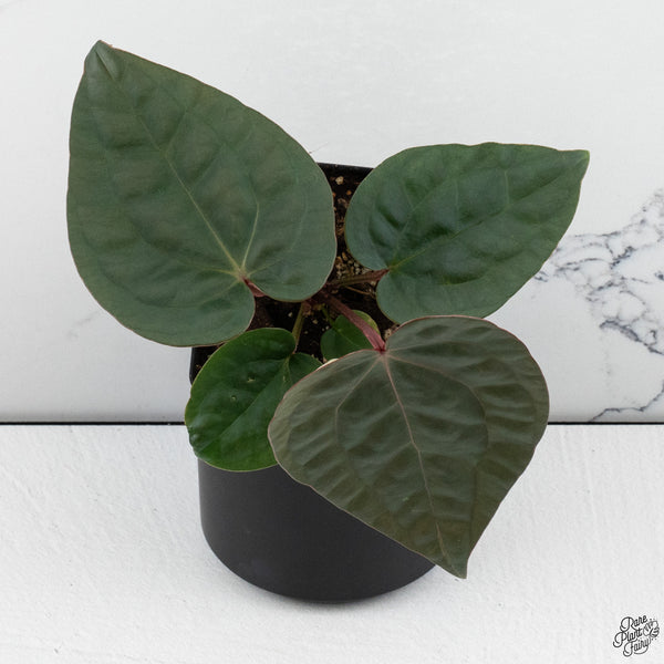 Anthurium Luxurians X 'Zara' x 'Michelle' by DocBlock® *Grower's Choice*