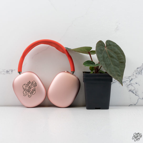 Anthurium Luxurians X 'Zara' x 'Michelle' by DocBlock® *Grower's Choice*