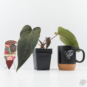 Anthurium Lynette '18' x Dark & Handsome '9' by DocBlock® (wk24-A)
