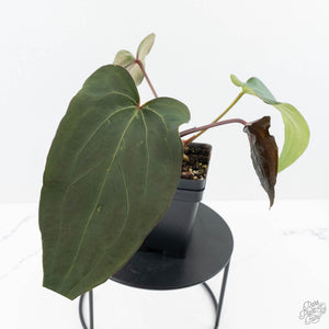 Anthurium Lynette '18' x Dark & Handsome '9' by DocBlock® (wk24-A)
