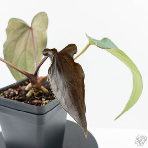 Anthurium Lynette '18' x Dark & Handsome '9' by DocBlock® (wk24-A)