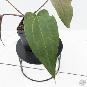 Anthurium Lynette '18' x Dark & Handsome '9' by DocBlock® (wk24-A)