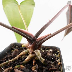 Anthurium Lynette '18' x Dark & Handsome '9' by DocBlock® (wk24-A)