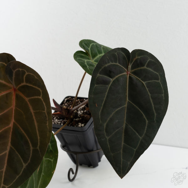 Anthurium Lynette '18' x Dark & Handsome '9' by DocBlock® (wk8-X)