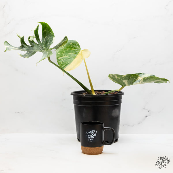 Monstera Deliciosa 'Medusa' (wk46-M)