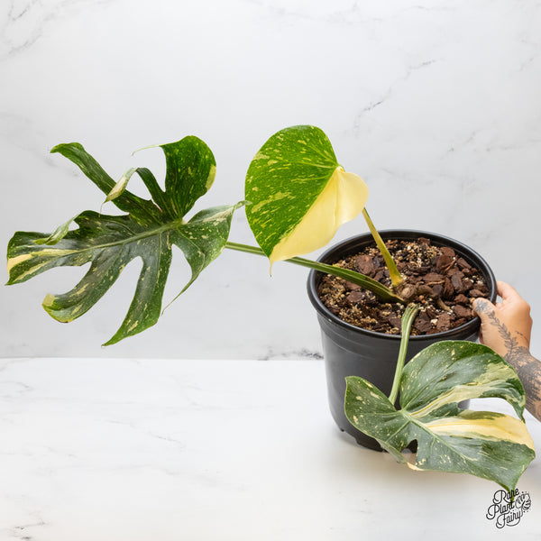 Monstera Deliciosa 'Medusa' (wk46-M)