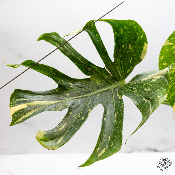 Monstera Deliciosa 'Medusa' (wk46-M)