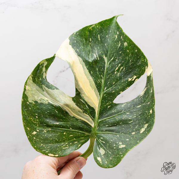 Monstera Deliciosa 'Medusa' (wk46-M)