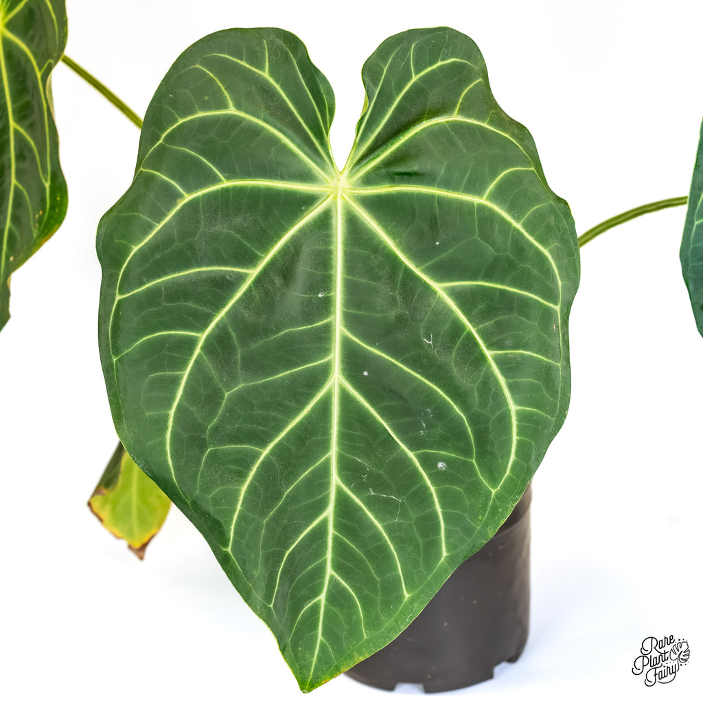 philodendron magnificum Anthurium Magnificum *Grower's Choice*