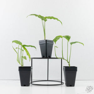 Monstera Obliqua 'Amazonas'