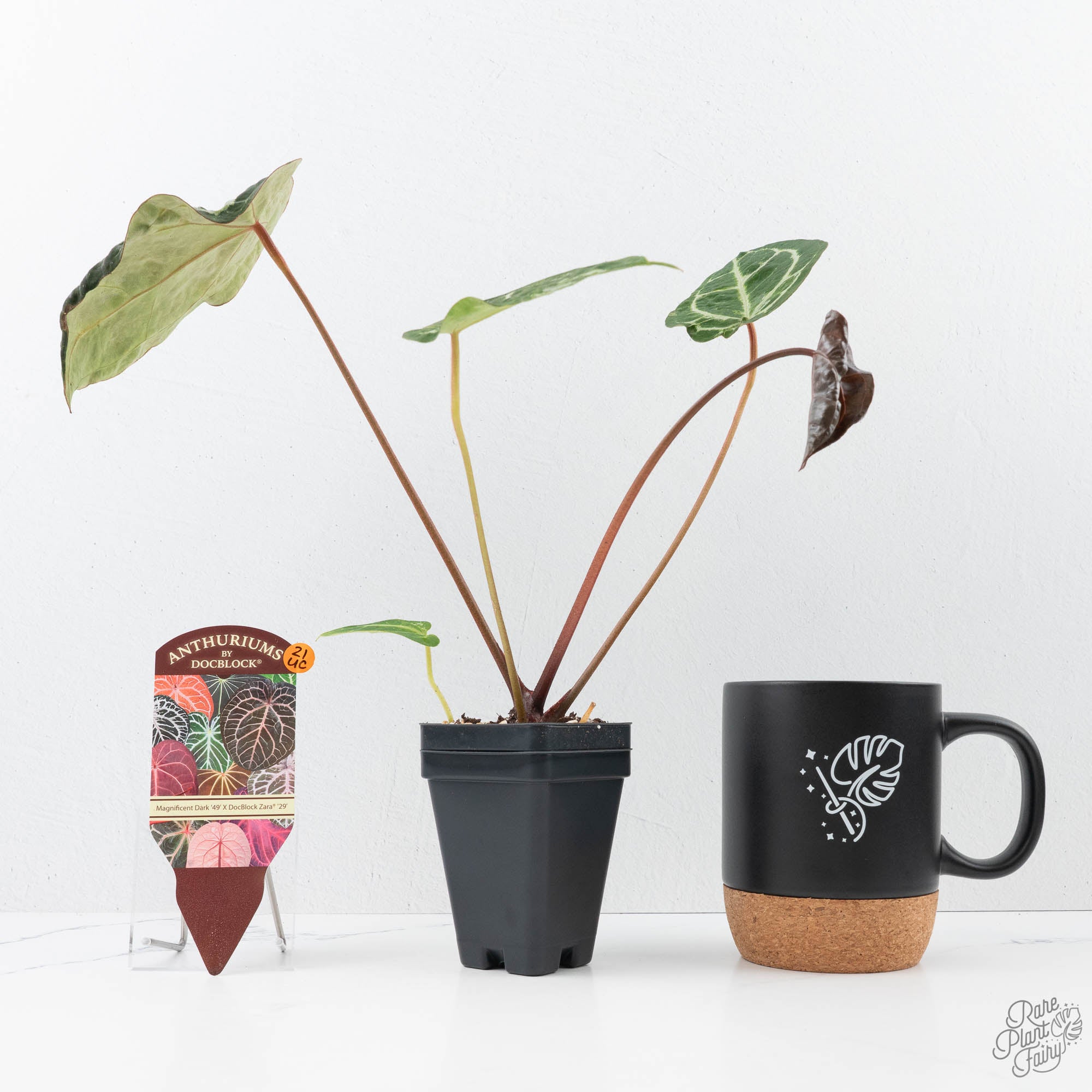 ドロマーアガサ Anthurium Magnificent Dark '49' x Zara '29' by DocBlock® (wk21-UC