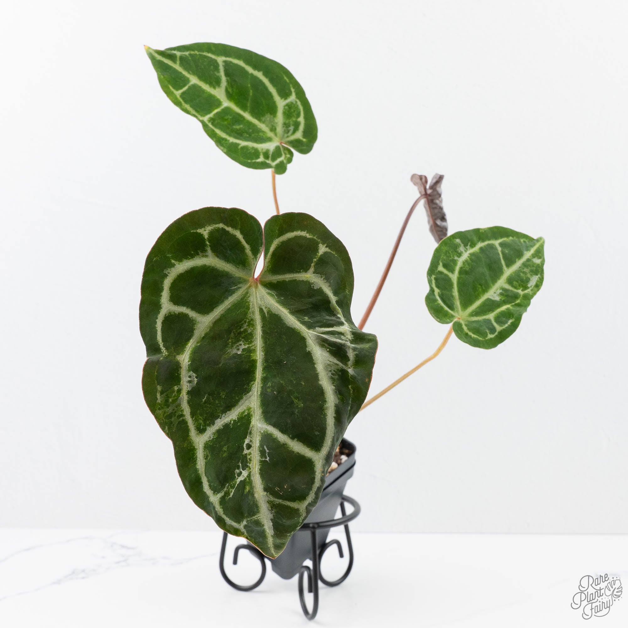 Anthurium Magnificent Dark '49' x Zara '29' by DocBlock® (wk21-UC