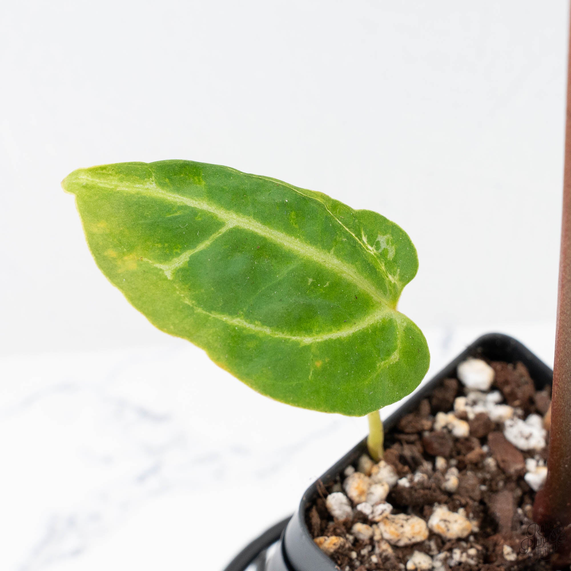 Anthurium Magnificent Dark '49' x Zara '29' by DocBlock® (wk21-UC