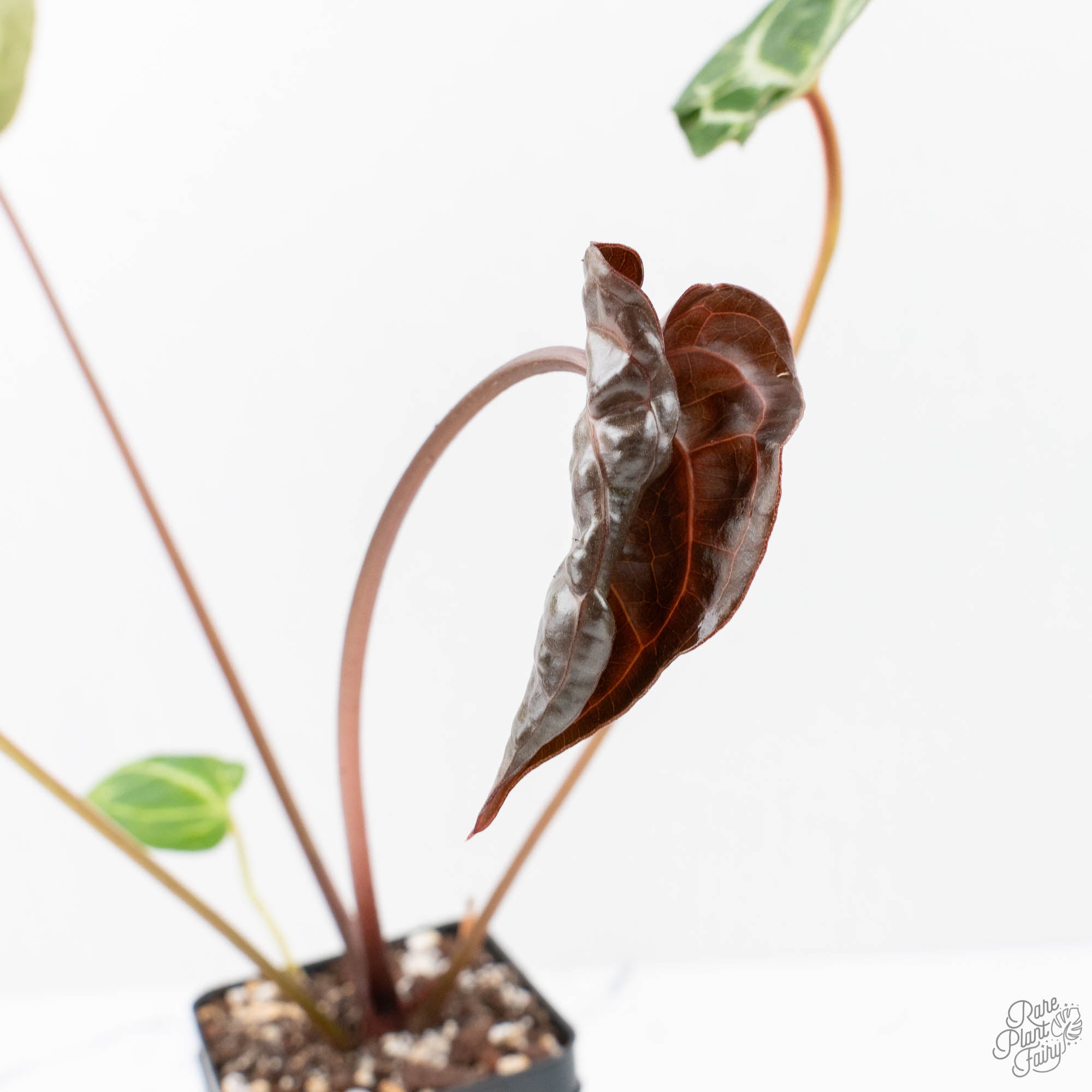 anthurium magnificent Anthurium Magnificent Dark '49' x Zara '29' by DocBlock (wk21-UC) *Blister Variegation*