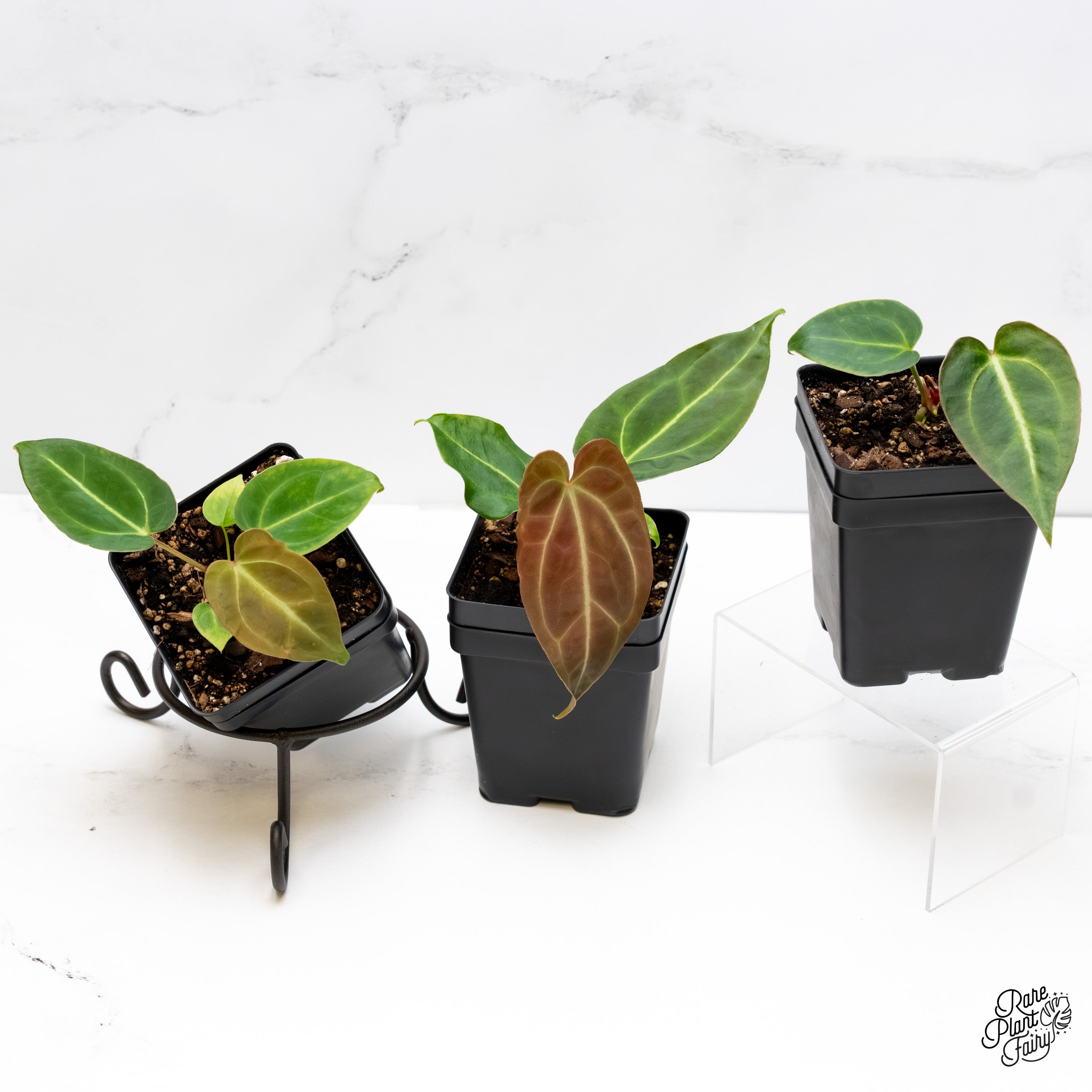 anthurium magnificum seedling Anthurium Magnificum *Grower's Choice*