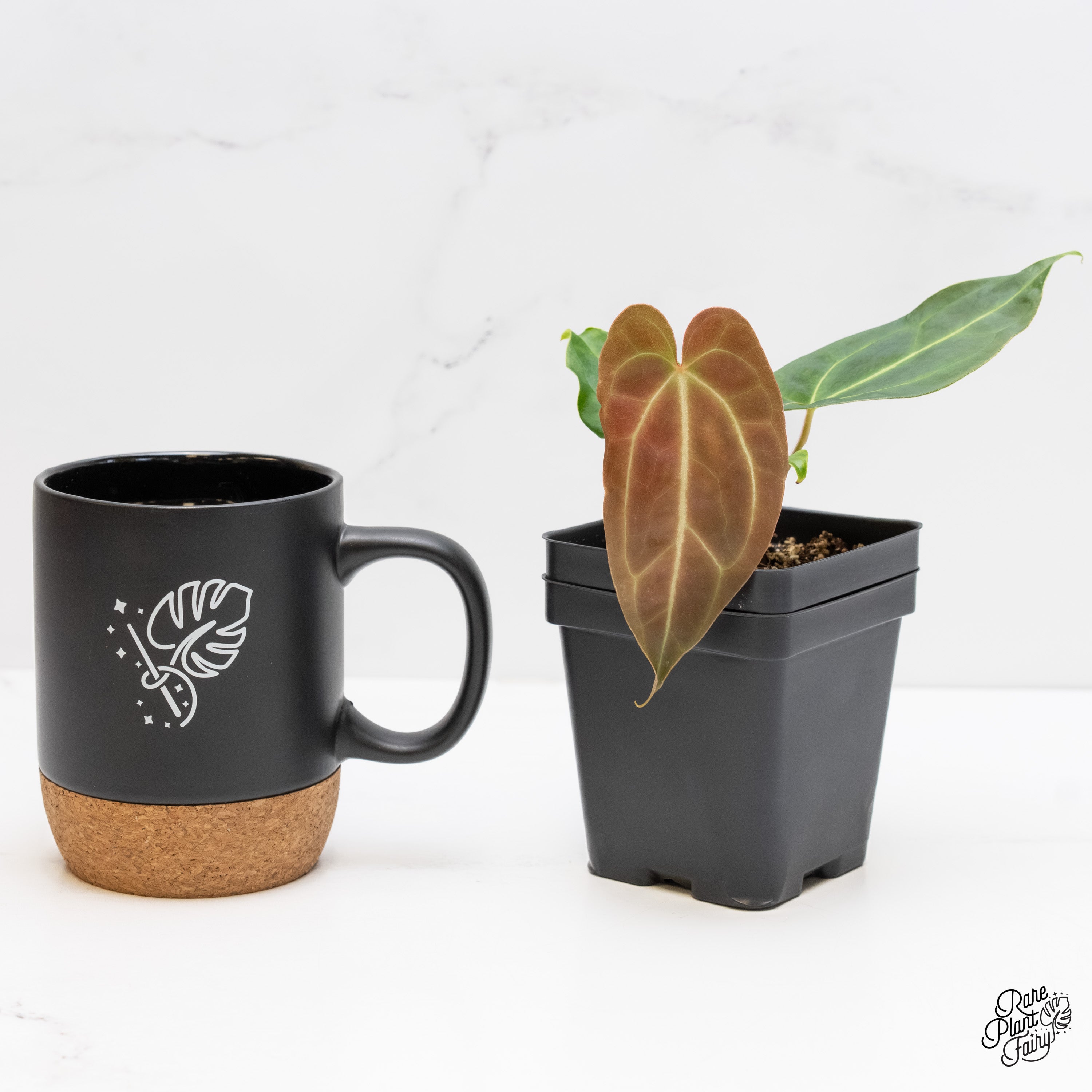 anthurium coffee grounds Anthurium Magnificum *Grower's Choice*