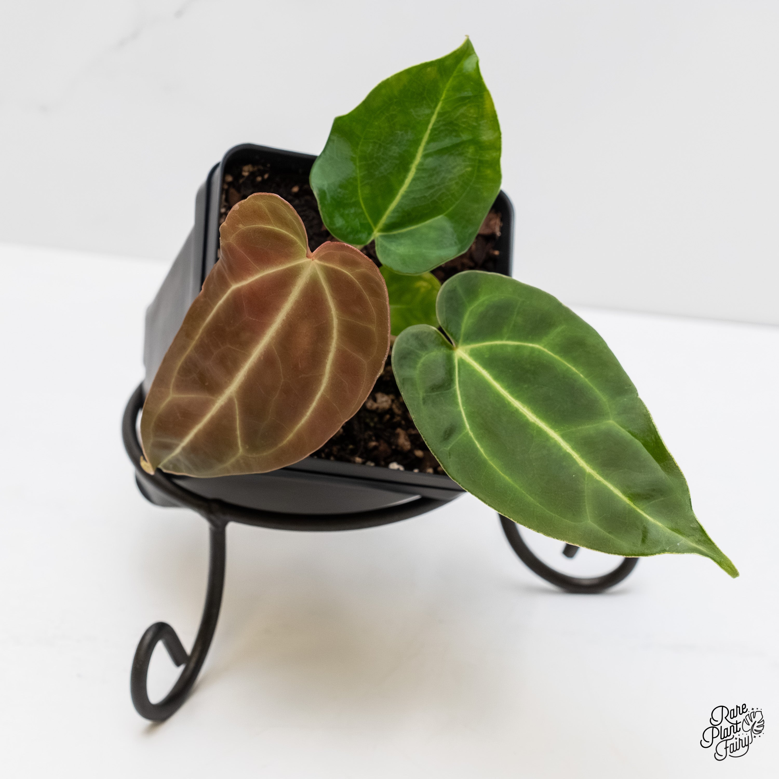anthurium magnificum growth rate Anthurium Magnificum *Grower's Choice*