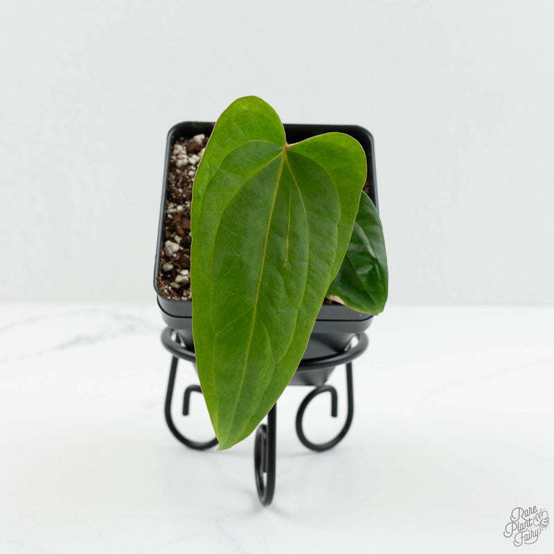 Anthurium magnificum × sp. trilobum *Grower's Choice*