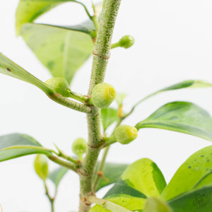 Ficus 'Electrolyte' (wk38-U144)