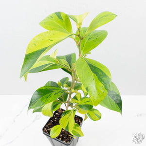 Ficus 'Electrolyte' (wk38-U144)