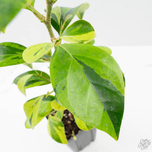Ficus 'Electrolyte' (wk38-U144)
